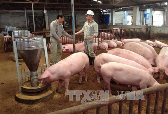 Thủ tướng chỉ đạo giải pháp tháo gỡ khó khăn chăn nuôi ảnh 1